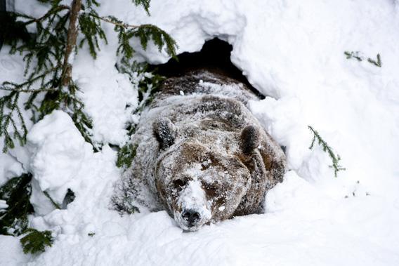 Why do bears hibernate
