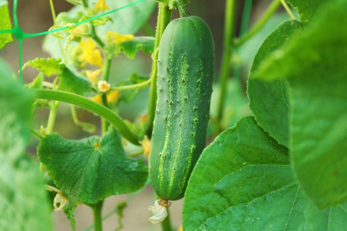 How to grow cucumbers?