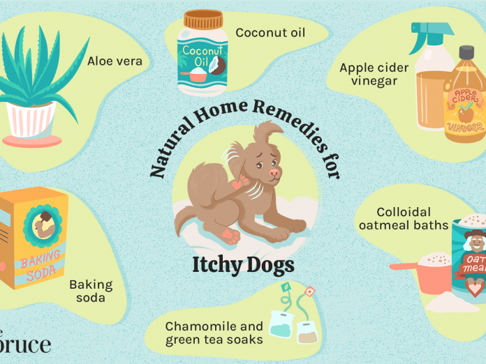Itch Relief Options For Your Dog