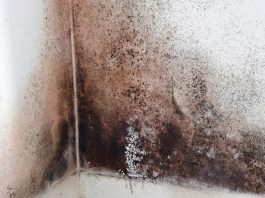 How to get rid of black mold?